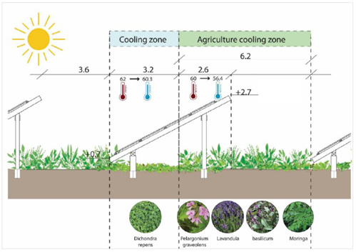 התייעלות אנרגטית במתקנים פוטו-וולטאים באמצעות כיסוי קרקע צמחי